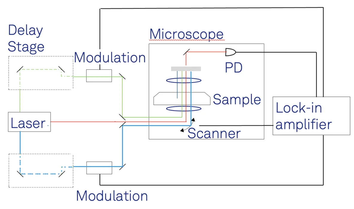 Optimizing the SNR of Laser-Scanning Microscopes with Lock-in Amplifiers